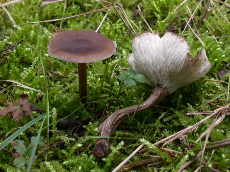 Escursione in cipresseta